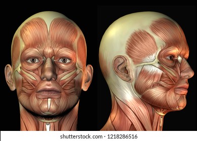 3d rendering portrait of an anatomical muscle skinned head isolated