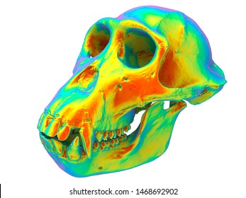 3D Rendering - Primate Skull Analysis