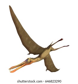 3D rendering of a pterodactyl Anhanguera isolated on white background