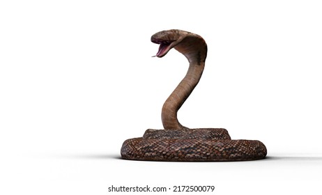 3D Rendering Realistic Cobra Snake Coil Pose And Open Mouth On The White Floor.