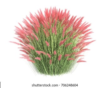 3d Rendering Of A Realistic Flower Bush From Front  View Isolated On White