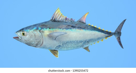 3d Rendering Of Realistic Style Illustration With Yellowfin Tuna Isolated On Blue Background. Detailed Texture. Commercial Fish Species. Close Up. Side View