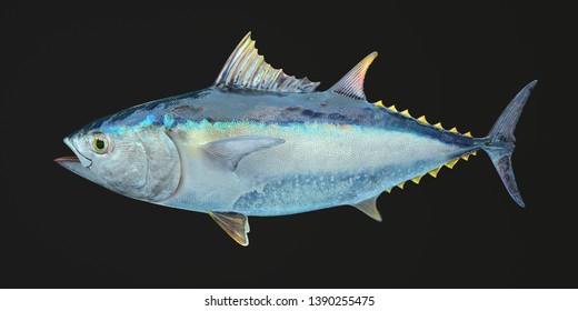 3d Rendering Of Realistic Style Illustration With Yellowfin Tuna Isolated On Black Background. Detailed Texture. Commercial Fish Species. Close Up. Side View