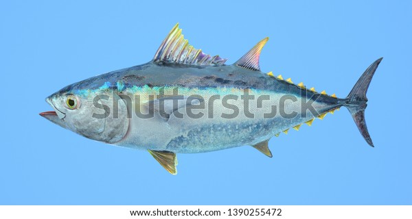3d rendering of realistic\
style illustration with yellowfin tuna isolated on blue background.\
Detailed texture. Commercial fish species. Close up. Side\
view