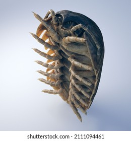 3d Rendering of Roly Poly Isopod Pill Bug