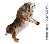 3D rendering of a sabertooth tiger isolated on white background