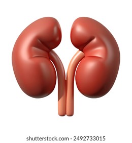 A 3D rendering shows two kidneys on a white background