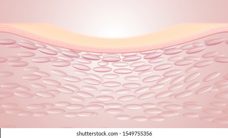 3D Rendering The Skin Structure Layer Microstructure
