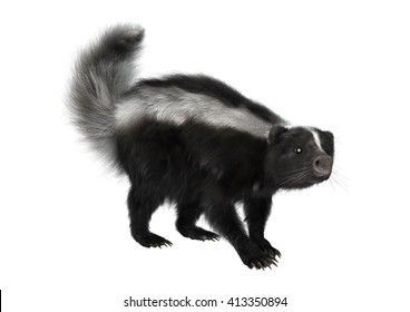 3,355 Skunk on white background Images, Stock Photos & Vectors ...