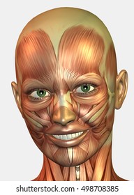 3d rendering smiling anatomical muscles shape woman head isolated on white