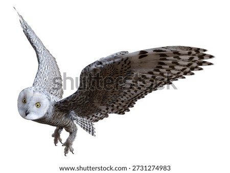 3D rendering of a snow owl flying isolated on white background