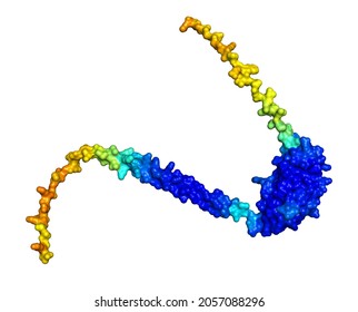 3D Rendering Of Sodium Channel Subunit Beta-4 As Predicted By Alphafold And Colored According To Confidence In The Model.