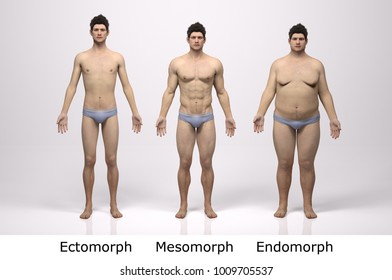 3D Rendering : standing male body type : ectomorph (skinny type), mesomorph (muscular type), endomorph(heavy weight type), Front View