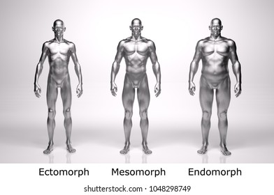 3D Rendering : standing male body type : ectomorph (skinny type), mesomorph (muscular type), endomorph(heavy weight type), with silver texture