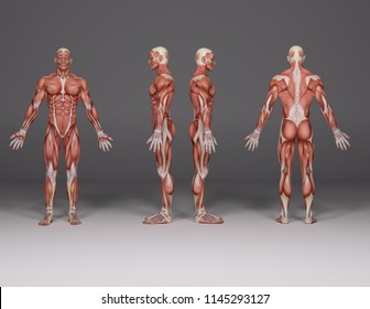 3D Rendering : a standing male body illustration with muscle tissues display