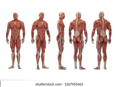 3D Rendering : a standing male body illustration with muscle tissues display