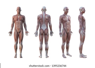 3D Rendering. a standing male body illustration with muscle tissues display on White  background