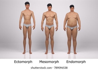 3D Rendering : standing male body type : ectomorph (skinny type), mesomorph (muscular type), endomorph(heavy weight type), front view