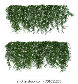 3d Rendering Of Star Jasmine