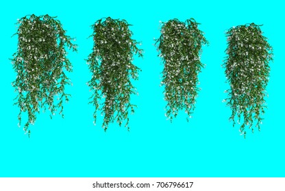 3d Rendering Of Star Jasmine