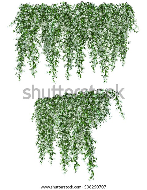 3d Rendering Star Jasmine Stock Illustration 508250707