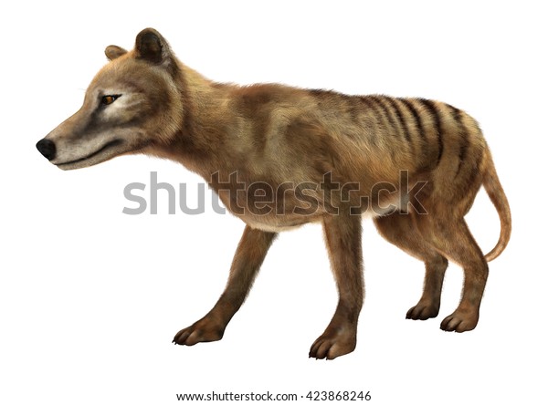 3d Rendering Thylacine Isolated On White Stock Illustration 423868246