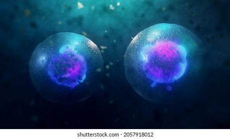 3D Rendering of Two human cells under a microscope. Mitosis Concept.