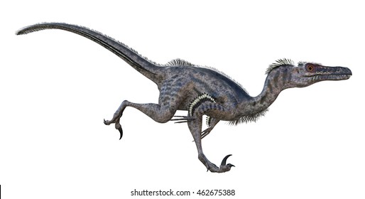 3D rendering of Velociraptor.