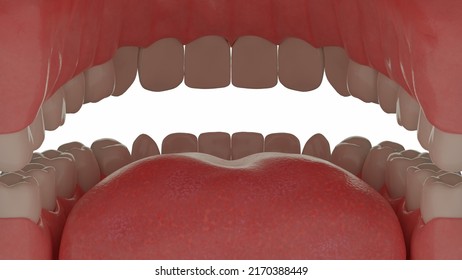 3d Rendering. А View From Inside The Human Mouth. Teeth With Tongue In Open Mouth