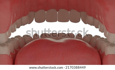 3d rendering. А view from inside the human mouth. Teeth with tongue in open mouth Сток-фото © 