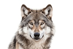 3D Rendering Of Wolf On Transparent Background.