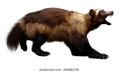 3d Rendering Wolverine Animal Isolated On Stock Illustration 2050081730 ...