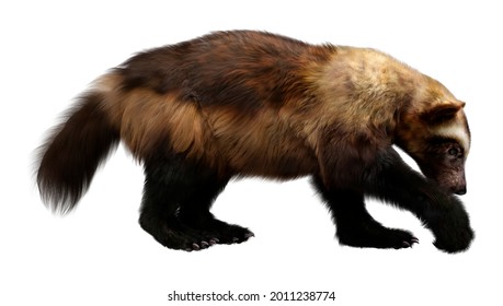 3d Rendering Wolverine Isolated On White Stock Illustration 2011238774 