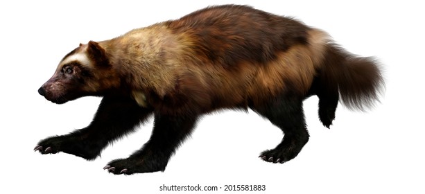 3d Rendering Wolverine Isolated On White Stock Illustration 2015581883 ...