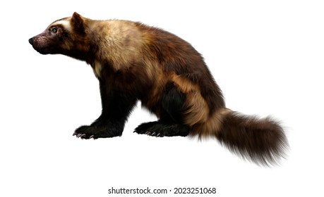 3D rendering of a wolverine isolated on white background