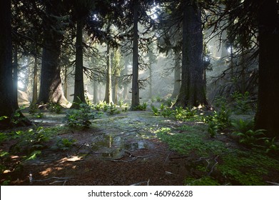 3D Rendering Of A Woodland Forest (prehistoric Hell Creek).