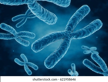 3D Rendering X Chromosomes