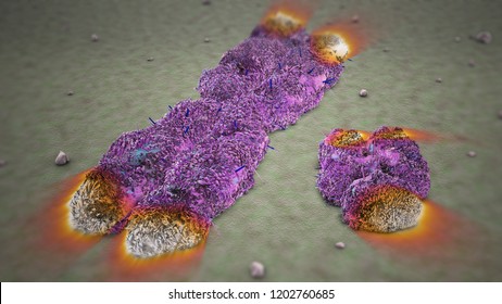 3D Rendering X and Y Chromosome with Telomeres