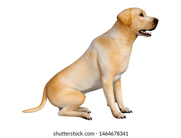 3D Rendering Of A Yellow Labrador Dog Isolated On White Background