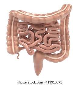 3d Renderings Of Human Intestines