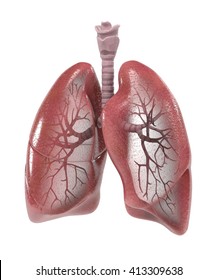 3d Renderings Of Human Respiratory System