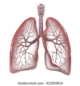 3d Renderings Of Human Respiratory System