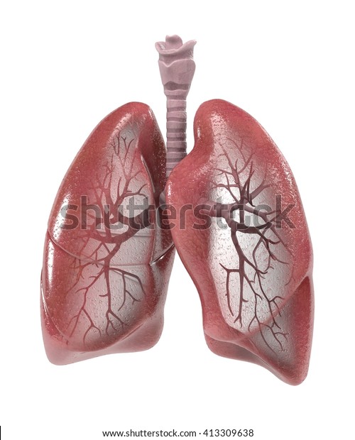 3d Renderings Human Respiratory System Stock Illustration 413309638