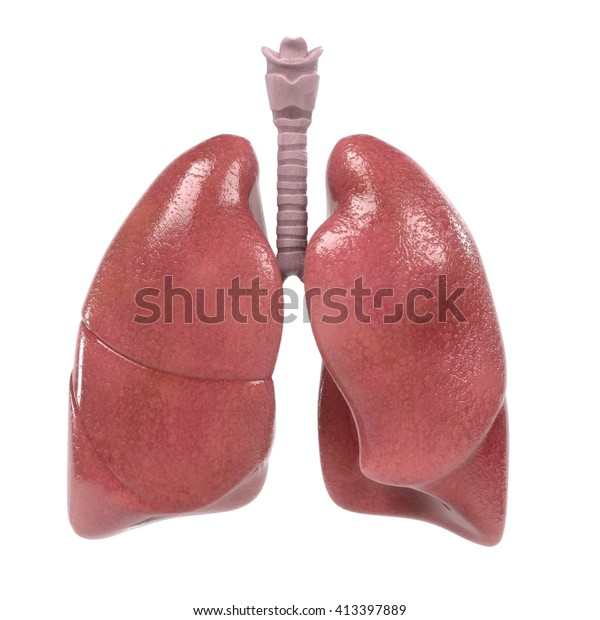 3d Renderings Human Respiratory System Stock Illustration 413397889