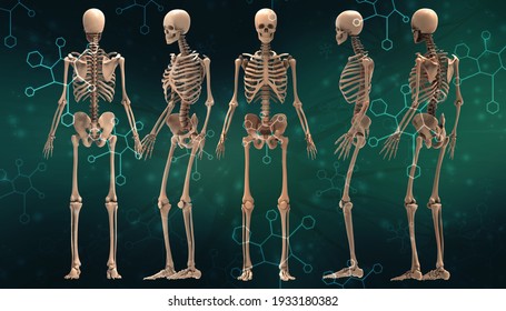 人体骨格images Stock Photos Vectors Shutterstock 人体骨格images Stock Photos Vectors Shutterstock