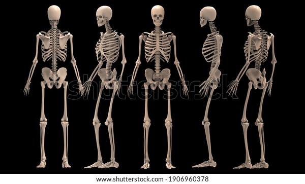 3d Renderings Human Skeleton Stock Illustration 1906960378