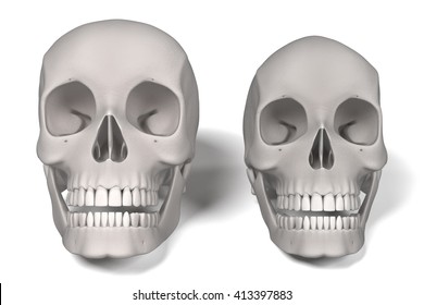 3d renderings of human skulls