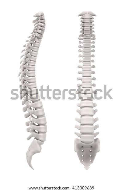 3d Renderings Spinal Cord Stock Illustration 413309689