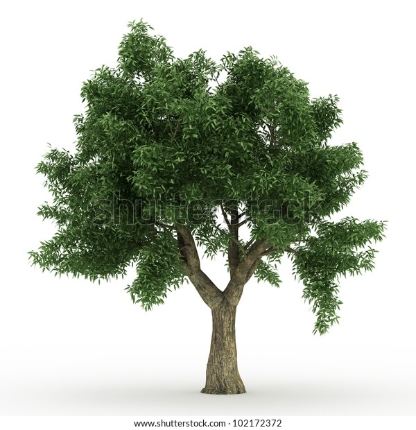 3d Sessile Oak Tree Isolated Over Stock Illustration 102172372 ...