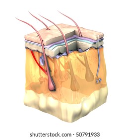 3D Skin Oblique With Cut Away Epidermis